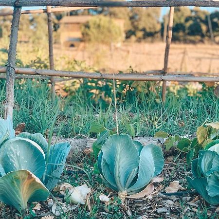 Alcácer do SalVisit Pachamama Community公寓 外观 照片